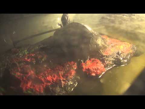 My Turtles Basking Time Lapse