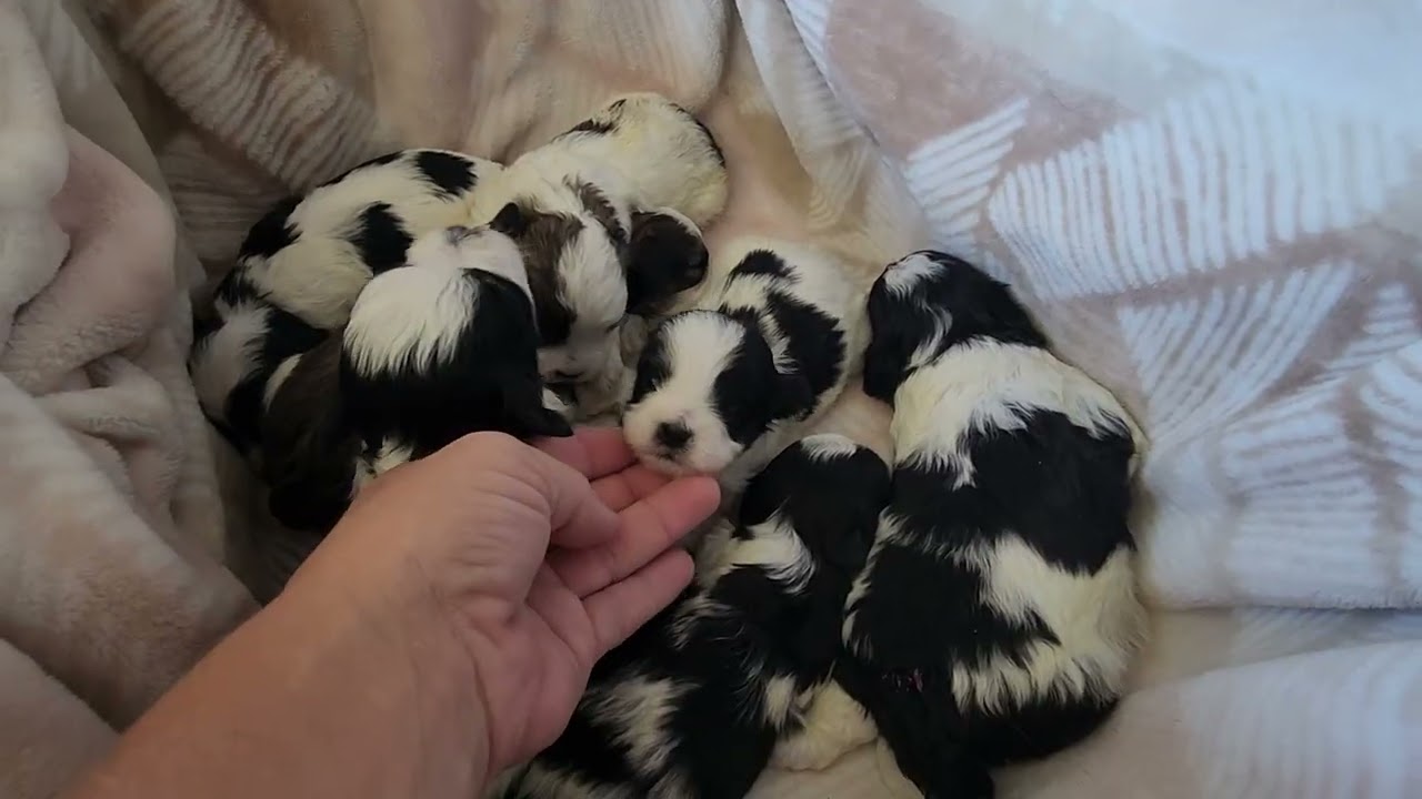 Teddy Bear (Shichon) puppies from Betsy and Olaf