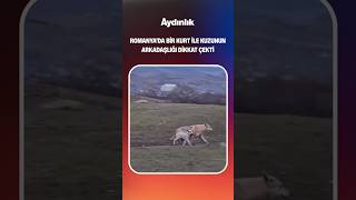 Romanyada Bir Kurt Ile Kuzunun Arkadaşlığı Dikkat Çekti Şfet