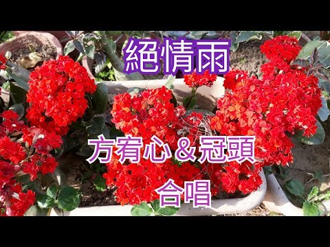 絕情雨-[方宥心與冠頭]合唱