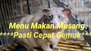 Tutorial-Cara Cepat Membuat Musang Gemuk & Sehat.