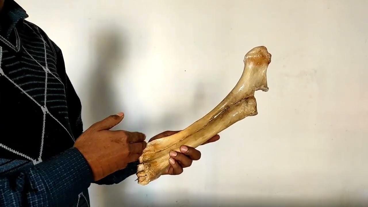Radius Ulna of Ox and Horse