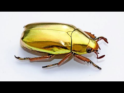Video: Golden bronze: description. Golden bronze beetle (photo)