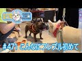 No.471 こんなにフレブル初めて【 二代目フレンチブルドッグのミルコ French bulldog , MIRCO THE SECOND 】