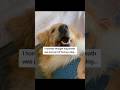 Tips and Daily Care for Your Pet #ad #us #dog #BetterWild