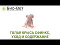 Крыса Сфинкс Лысая - Уход и Содержание // Сеть Ветклиники БИО-ВЕТ