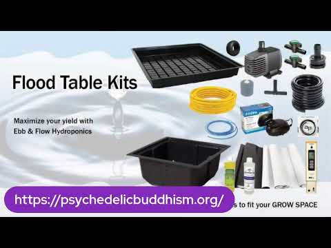 Welcome to the Mushie Moment (Show #98) for January 21, 2025