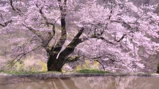 Sviatoslav Richter - Haydn - Piano Concerto No 11 in D major, Hob XVIII-11