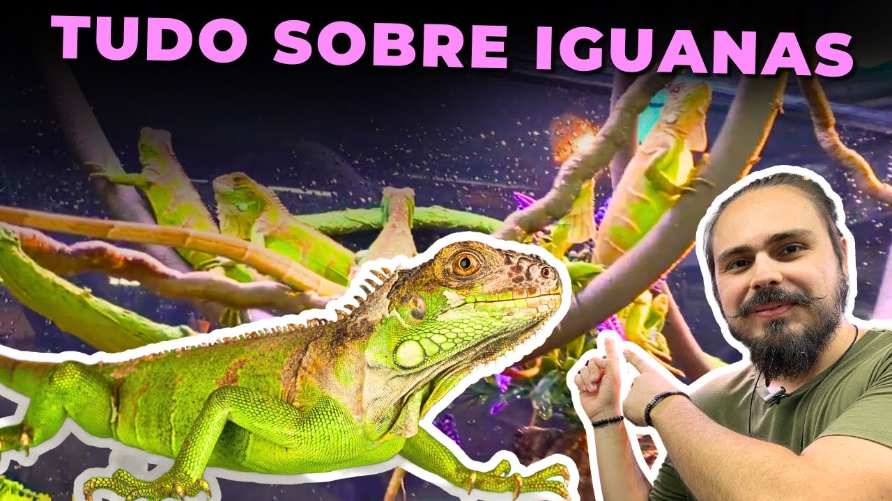 🔴UM TERRÁRIO LOTADO DE IGUANAS!!