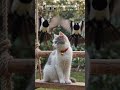 Sparrows Come to Visit - #MiloTheCuteCat #CuteCatShorts #AnimalStory #cutecat