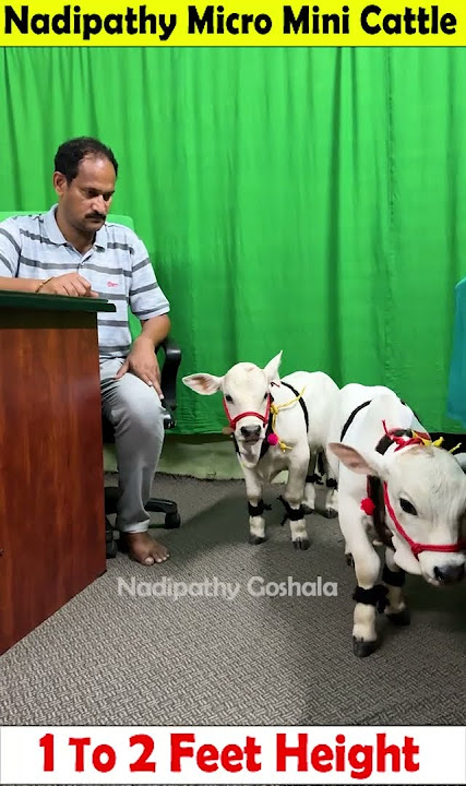 Micro mini cows 😍 1 To 2 feet height 😘 #youtube #viral #reels #miniature #trend #youtube #instagram