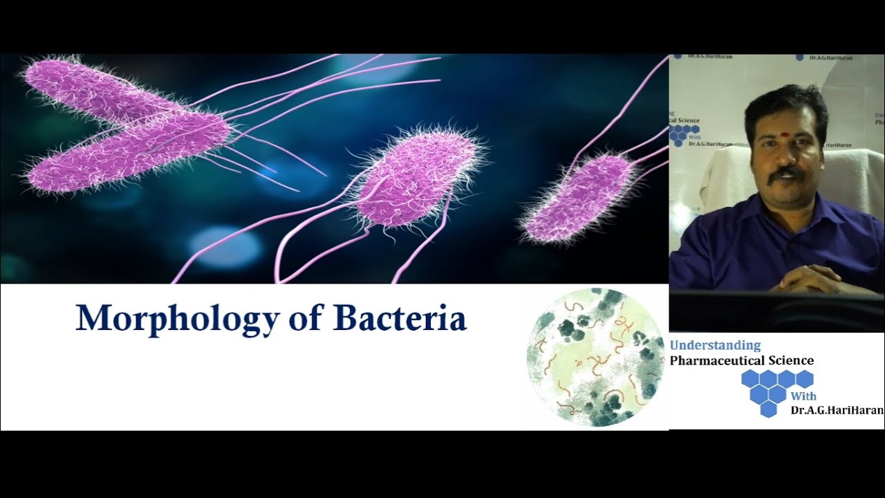 Morphology of Bacteria Part 1 Explained in Tamil YouTube