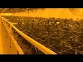 Take a tour of the Aurora Cannabis production facility (in ...