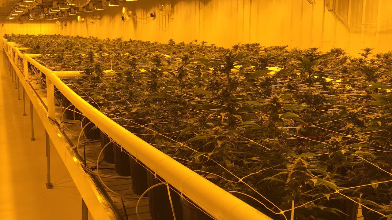 Take A Tour Of The Aurora Cannabis Production Facility In 4k