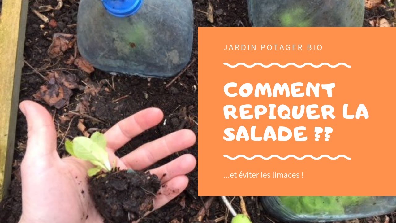 Astuce Pour Repiquer Des Salades