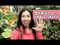 Small space gardening grow fruits in 2 inch pots  more