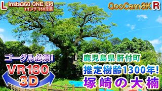 ＜VR180 3D＞肝付町 塚崎の大楠【ゴーグル必須・立体視】