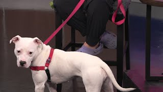 Meet this week's Furry Friday pets from Toledo Animal Rescue | Good Day on WTOL 11