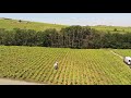 Laboure à cheval dans le Beaujolais