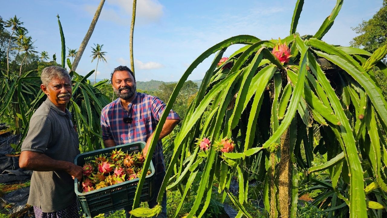 Is DRAGON FRUIT Farming REALLY Profitable? Visiting 10 acres dragon fruit farm in Kerala