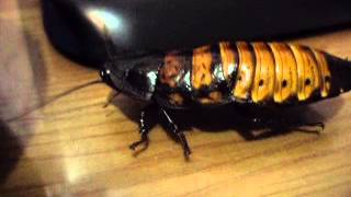 Мадагаскарский шипящий таракан по имени Гордон Фримен
