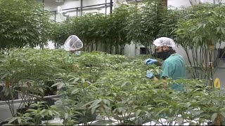 New Jersey cannabis commission gets going with historic meeting