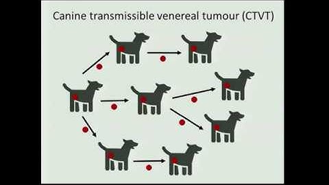 CSAR: Andrea Strakova