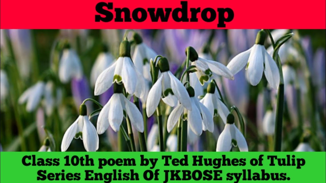Snowdrops Class Snowdrop | Part 2 | Class 10th | JKBOSE | Explaination ...