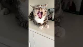 Briefly Introduce Friends Of Dou Sha