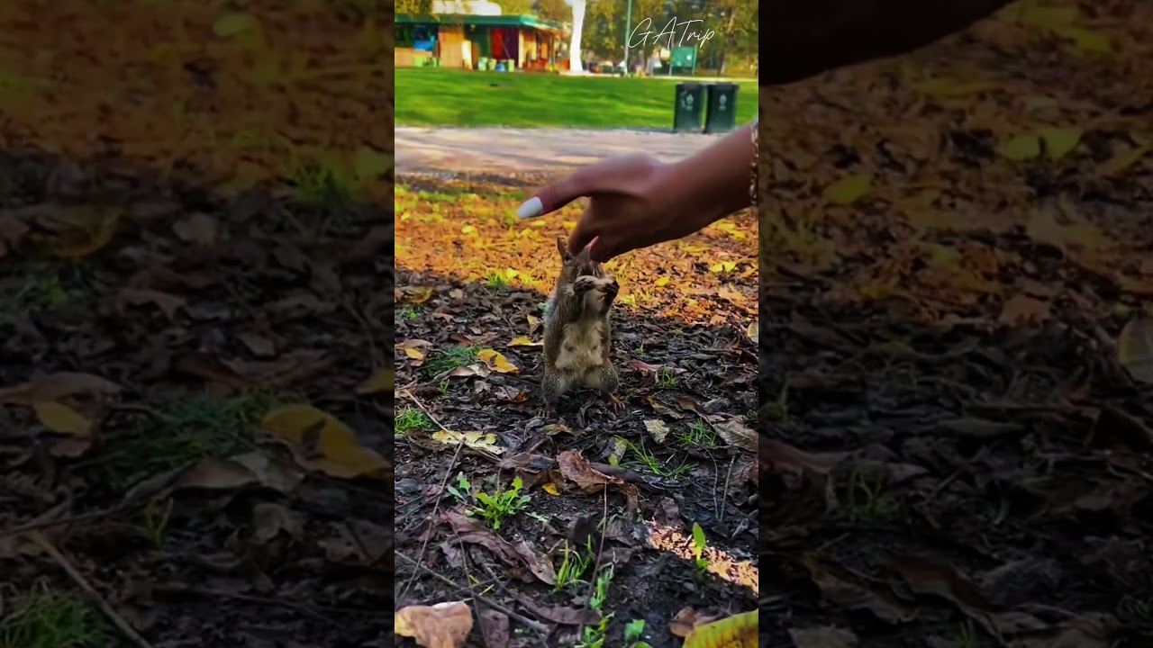 parco sempione 🌿 milan’s most iconic park! 🇮🇹