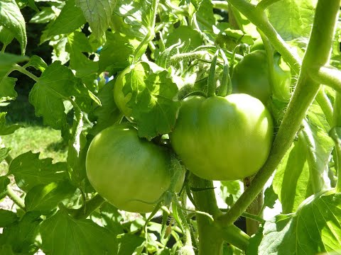 Видео: Удължете реколтата си от домати - съвети за забавяне на узряването на доматите