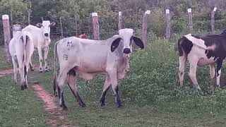 Gado Nelore No Sertão Dos Inhamuns De Crateús Ceará