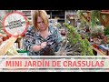 Mantenimiento de mini jardín de Crassulas: Árbol de Jade