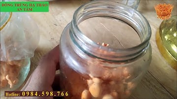 Đông trùng hạ thảo ngâm rượu thần dược của Quý ông-ĐTHT An Tâm