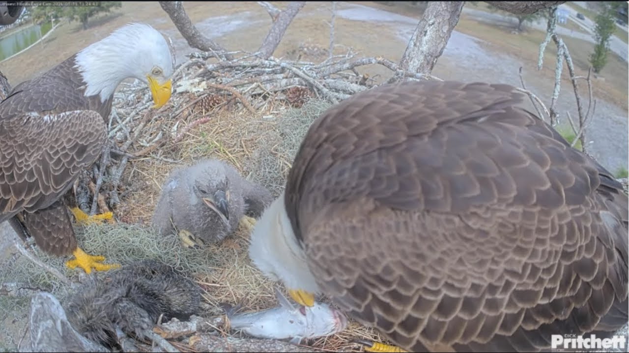SWFL Eagles~F23 & M15 Both Bring Food-A Close Look at the Mystery Meat-Emerging Pin Feathers_1.13.26