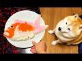 食卓に現れた巨大カマボコに憧れを抱き、迫真の顔で挨拶を申し込む柴犬