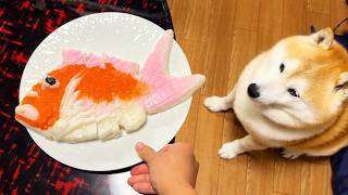 食卓に現れた巨大カマボコに憧れを抱き、迫真の顔で挨拶を申し込む柴犬