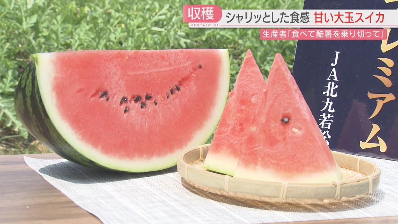 大玉のブランドスイカ「若松潮風プレミアム」ことし初収穫「食べて暑い