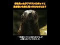 嵐の一つ、遅れをとった瞬間、人種を超えた友情#犬 #動物世界 #動物 #面白い #funny