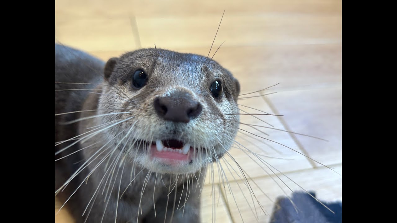 カワウソ6つ子ライブ🦦🦦🦦🦦🦦🦦 - YouTube