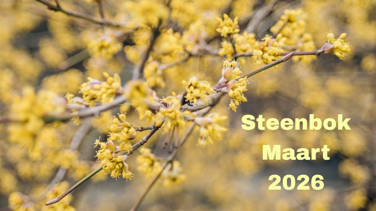 Kaartlegging voor het sterrenteken Steenbok - Maart 2026 ♑️