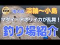 【南大阪/淡輪～小島】真鯛にアオリイカ、タチウオが狙える釣り場はここだぁ！ 2025年最新釣り場紹介 #04