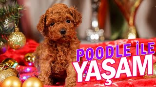 TOY POODLE İLE YAŞAM 🐩 İlk Köpeğini Sahiplenen Ailemiz