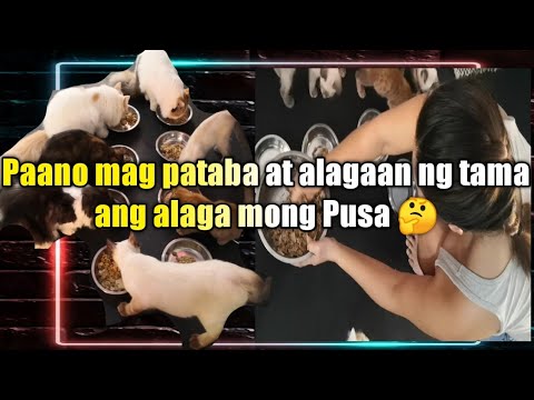 Video: Paano Ibigay Ang Drontal Ng Iyong Pusa