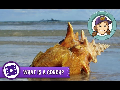 Ask Tierney - What is a conch?