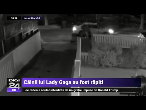 Video: Au fost găsiți câinii lui Lady Gaga?