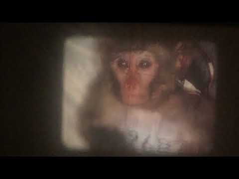 Jose M R Delgado  Stimulation in the monkey brain mind control 