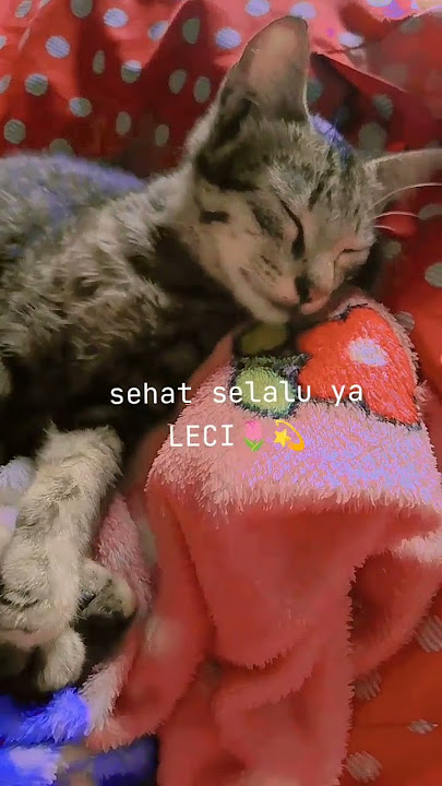 Berusaha untuk melupakan semua nya😌🙂 #subscribe #faiha