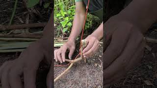 setting trap easy #outdoors #adventure #survival #skills #trap