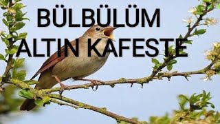 Bülbülüm altın kafeste